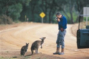 Australia's unique species -- kangaroo