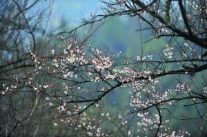 The warm southern ushered in the plum blossom season. Reporter He Bo perturbation
