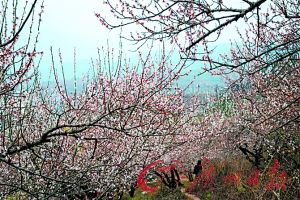 Along State Road 105, can enjoy the beauty of peach and white.