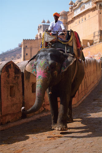 Holds the important status of elephants in India history and culture tradition