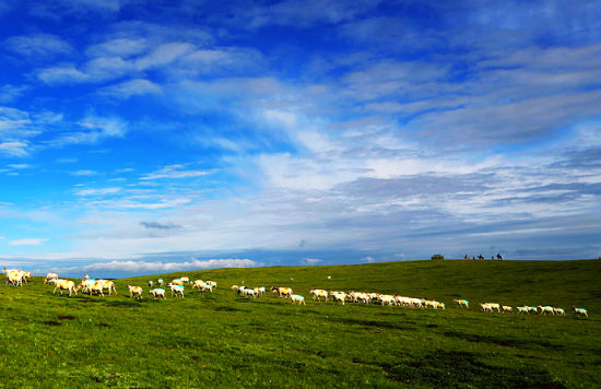 Herds of cattle and sheep