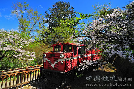 Classic Cherry Railway (Zhang Xiuhuang photo)