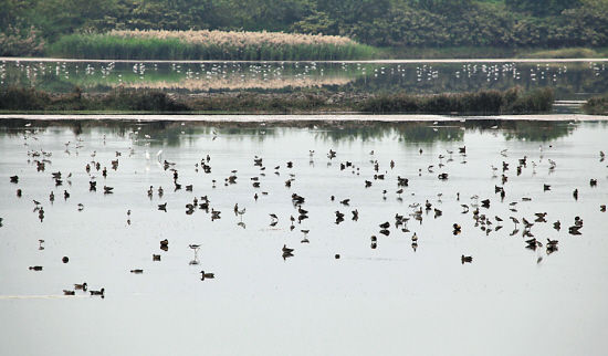 The wetland of Nansha beach as migratory birds foraging park area for figure
