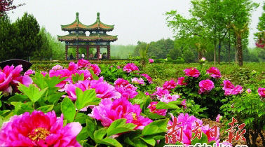 Peony flower