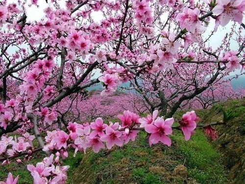 桃花 桃花