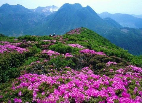 清爽夏日 玩转木王国家森林公园