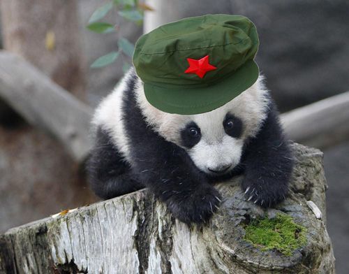 跟国宝玩个够 成都大熊猫基地休闲快乐游