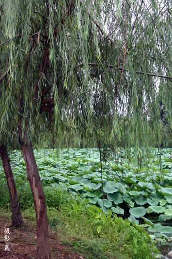 万条垂下绿丝绦 图片来源:Summer 新浪博客