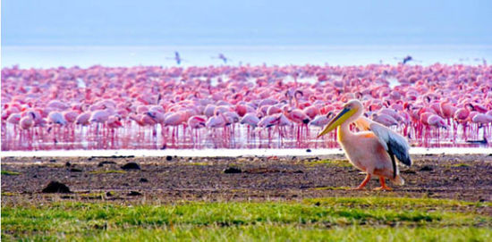 肯尼亚动物大迁徙 见证奇迹的时刻
