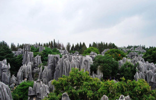亚洲 中国 云南 正文   石林景区以被称为"剑状喀斯特地形"的岩溶地貌