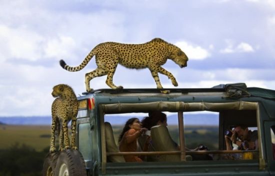 "National Geographic" 2013 Photography Awards (Photos)