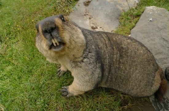 寄情藏地秘境莫斯卡 探索旱獭的自由领地