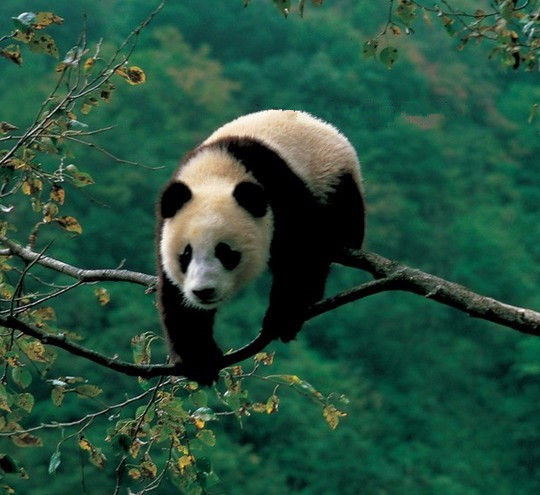 卧龙自然保护区 适合发烧友的熊猫观赏地