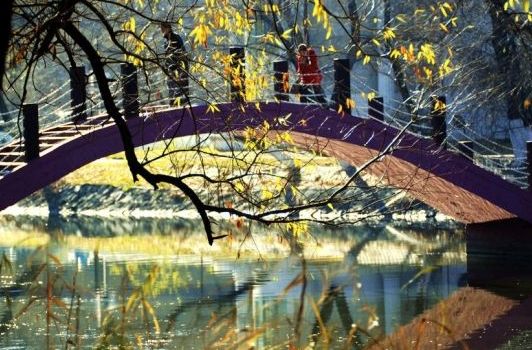 回味齐齐哈尔龙沙公园菊花展_新浪旅游_新浪网