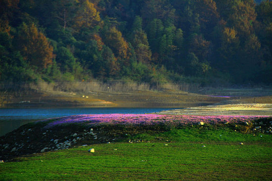 组图:相约太平湖 去看那片浪漫的紫色花海