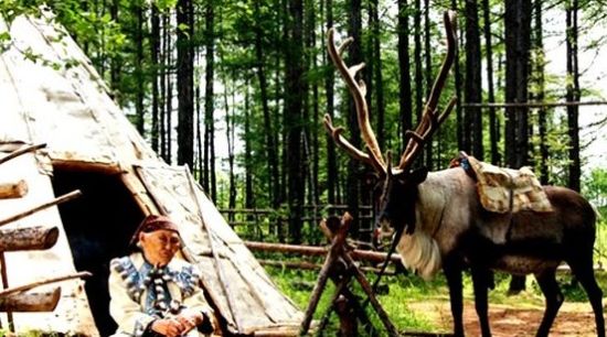 寻找驯鹿之旅 哈尔滨至呼伦贝尔旅游线路_新浪旅游_新浪网