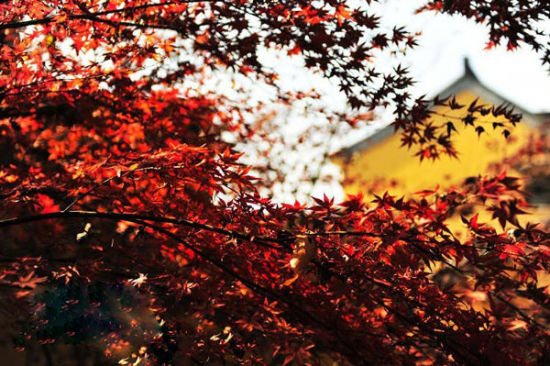 组图:枫林如火 深秋南京栖霞山推荐