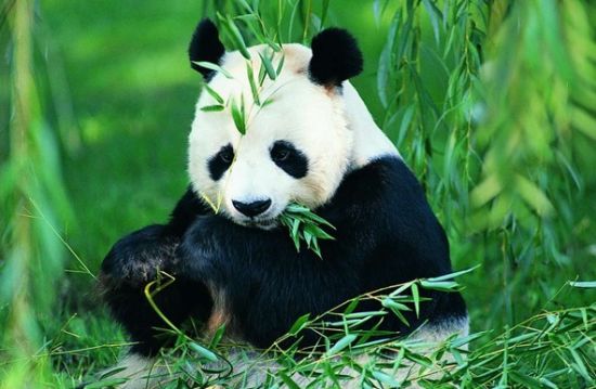 这一次小编就带大家来逛逛汉中的动物保护区,国宝大熊猫,珍惜动物朱鹮