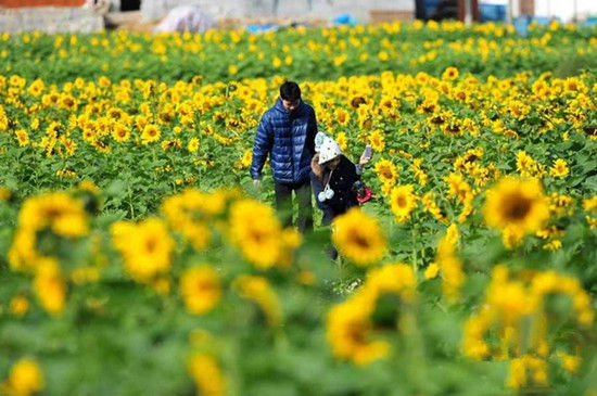 跳出黑白灰 让12月花海缤纷你的冬天