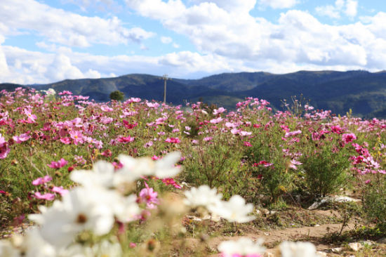 即刻从大连出发去西藏看高原上的格桑花