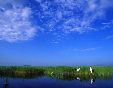 行走黑龙江扎龙 湿地深处觅仙鹤