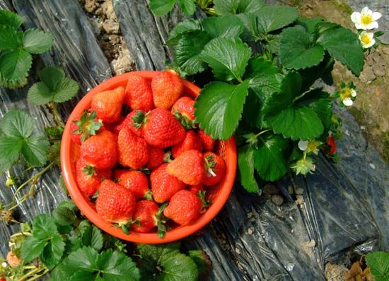 上海草莓采摘基地:奉贤申亚农园
