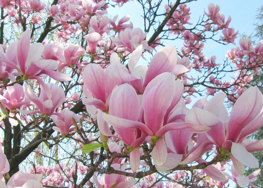 与春有约 青岛周边赏花踏青攻略
