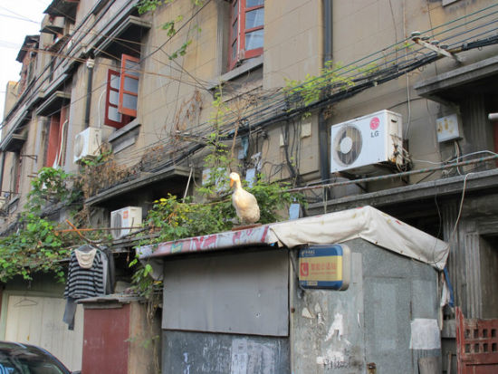 充满童年回忆的上海文庙