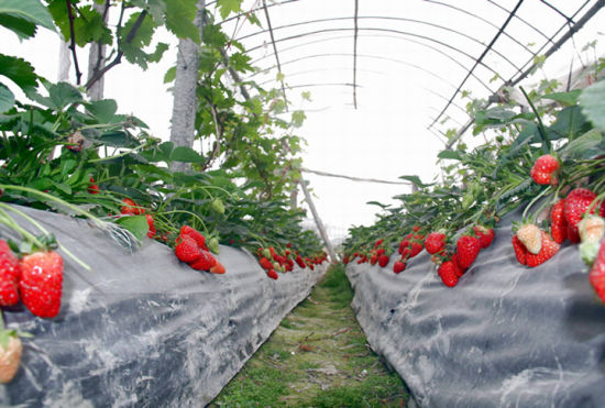 草莓采摘地图助你周边搜莓