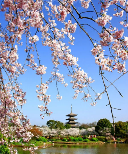 武汉樱花之旅那些被遗忘的非常规赏花地