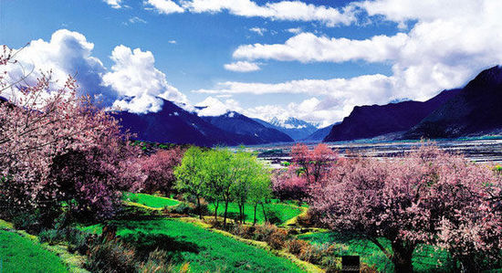 三四月赏西藏春色 在林芝雪山底下看桃花