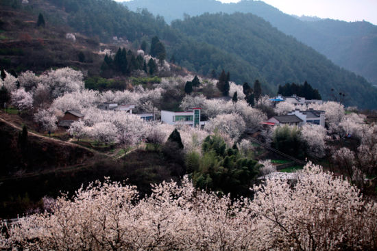 梦卧花丛何所处 湖北郧县樱桃沟_湖北旅游游记攻略_湖北旅游景点_湖北