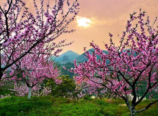 春到萧山浦阳赏桃花 如诗如画桃花源(组图)