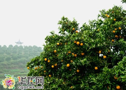 忠县万亩柑橘现花果同树景观 游客络绎不绝