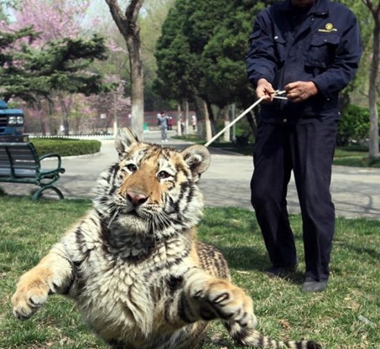 徐州动物园内一男子牵老虎出笼遛弯(图)
