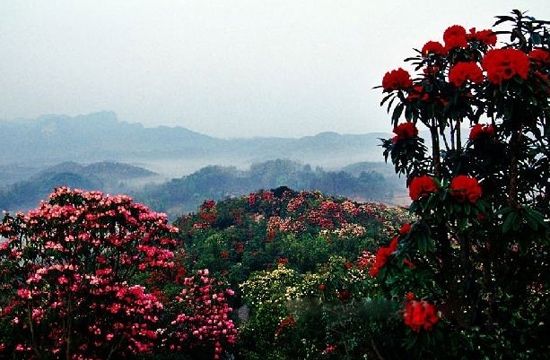 目的地:毕节贵州百里杜鹃云南旅游攻略月7图片