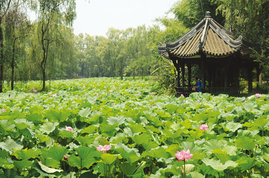 桂湖公园荷塘一景