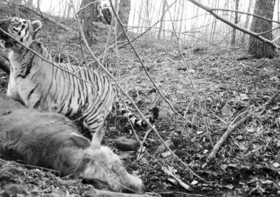 珲春首次拍到 野生东北虎吃牛视频