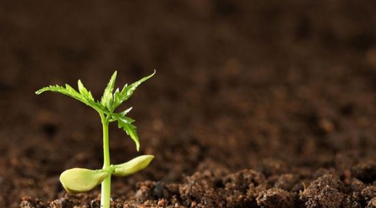 带你深度了解荔波餐桌菜王水蕨菜(组图)