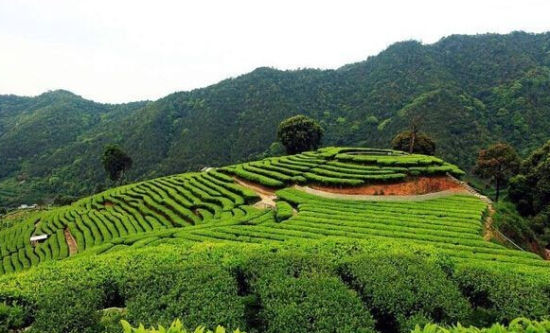 告别空调漫游山水 广东五大最凉快的城市