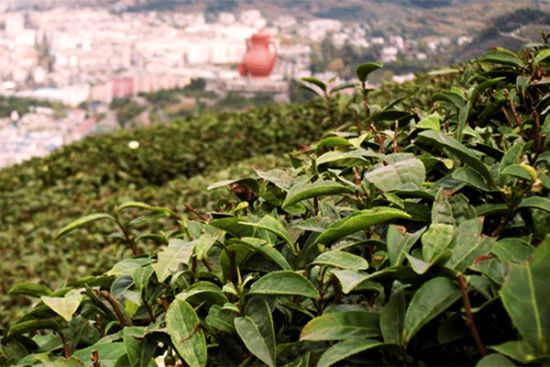 茶园飘香看贵州高山茶海