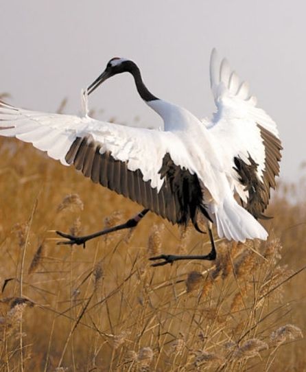 江苏盐城，一只丹顶鹤飞落在自然保护区内