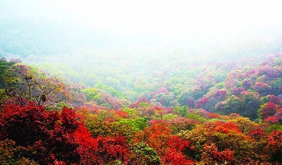 满山红叶 山东各地赏枫正当时