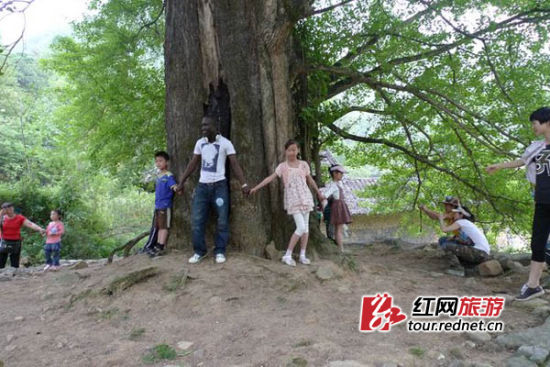 石门县罗坪乡长梯隘村森林覆