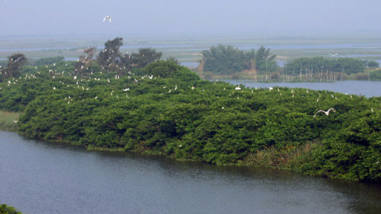 【最自然】海丰湿地:村民农作,鸟语花香   海丰湿地,位于汕尾市