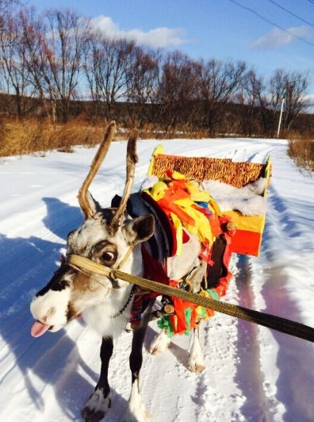 去漠河北极村寻找圣诞老人的驯鹿