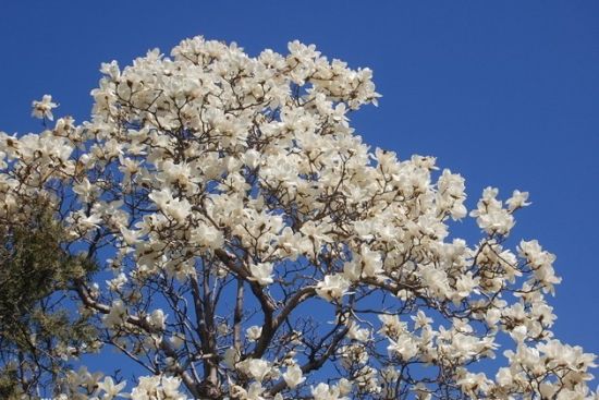 天津水上公园赏玉兰(来源:网络)