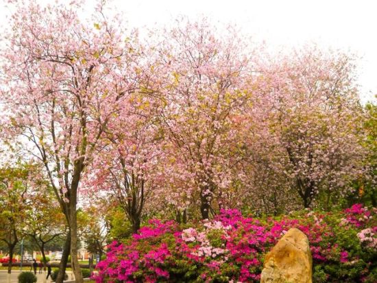 春暖花开 一起到广州高校赏花去(2)