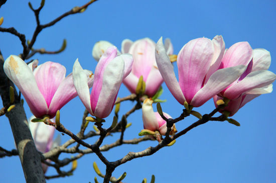 手绘玉兰花 壁纸