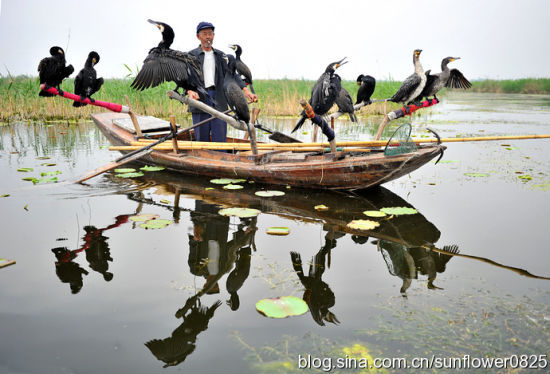 这是不是惊起一滩鸥鹭?唐绣儿游记\/摄